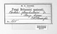 Exidia glandulosa image